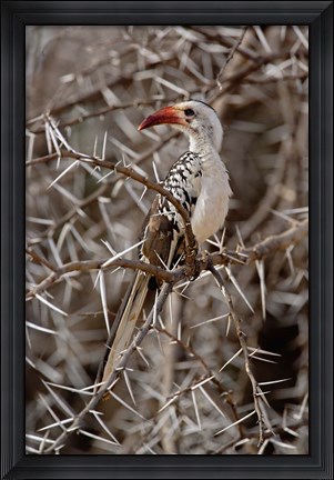 Framed Kenya-billed Hornbill, Samburu Game Reserve, Kenya Print