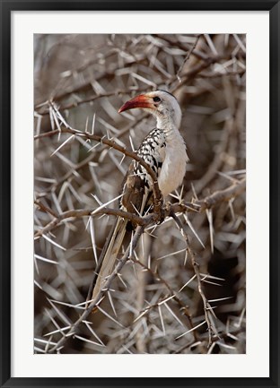 Framed Kenya-billed Hornbill, Samburu Game Reserve, Kenya Print