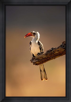 Framed Red-billed Hornbill, Samburu Game Reserve, Kenya Print