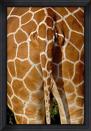 Framed Reticulated Giraffe skin, Samburu Game Reserve, Kenya Print