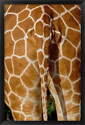 Framed Reticulated Giraffe skin, Samburu Game Reserve, Kenya Print