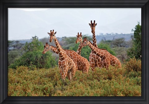 Framed Reticulated Giraffes, Samburu National Reserve, Kenya Print