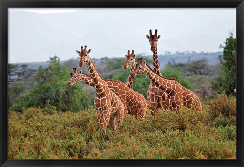 Framed Reticulated Giraffes, Samburu National Reserve, Kenya Print