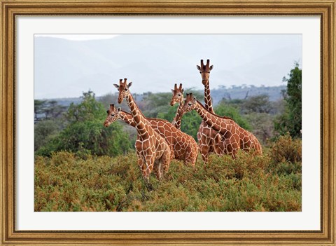 Framed Reticulated Giraffes, Samburu National Reserve, Kenya Print