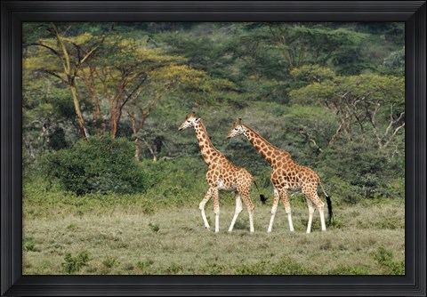Framed Rothschild&#39;s Giraffe, Lake Nakuru National Park, Kenya Print