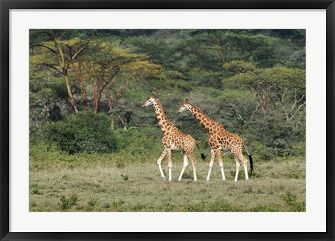 Framed Rothschild&#39;s Giraffe, Lake Nakuru National Park, Kenya Print