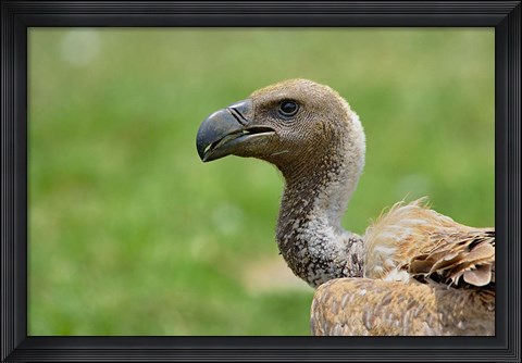Framed Ruppell&#39;s Vulture, Serengeti National Park, Tanzania Print