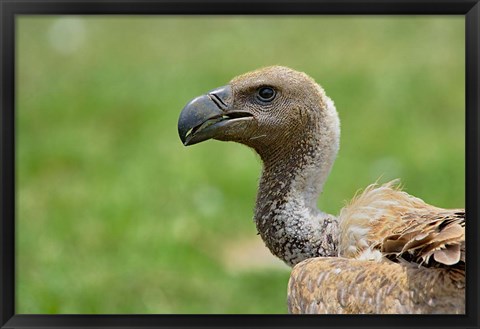 Framed Ruppell&#39;s Vulture, Serengeti National Park, Tanzania Print