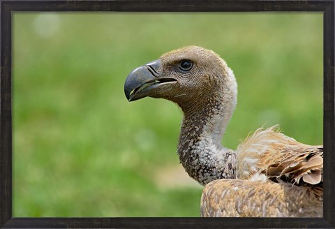 Framed Ruppell&#39;s Vulture, Serengeti National Park, Tanzania Print