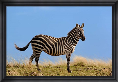 Framed Single Burchell&#39;s Zebra, Masai Mara Game Reserve, Kenya Print