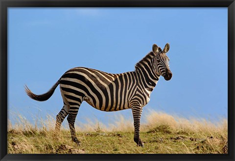 Framed Single Burchell&#39;s Zebra, Masai Mara Game Reserve, Kenya Print