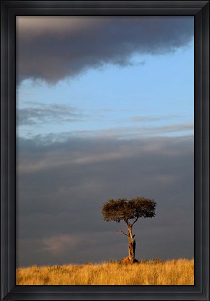 Framed Single Umbrella Thorn Acacia Tree at sunset, Masai Mara Game Reserve, Kenya Print