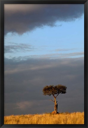 Framed Single Umbrella Thorn Acacia Tree at sunset, Masai Mara Game Reserve, Kenya Print