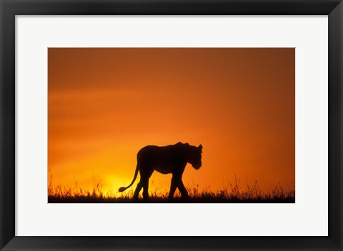 Framed Silhouette of Lion, Masai Mara Game Reserve, Kenya Print