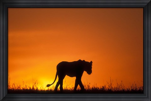 Framed Silhouette of Lion, Masai Mara Game Reserve, Kenya Print