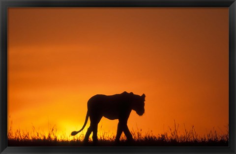 Framed Silhouette of Lion, Masai Mara Game Reserve, Kenya Print