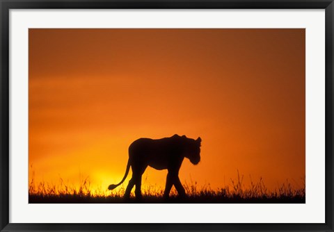 Framed Silhouette of Lion, Masai Mara Game Reserve, Kenya Print