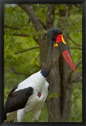 Framed Saddle-billed Stork, Kruger NP, South Africa Print