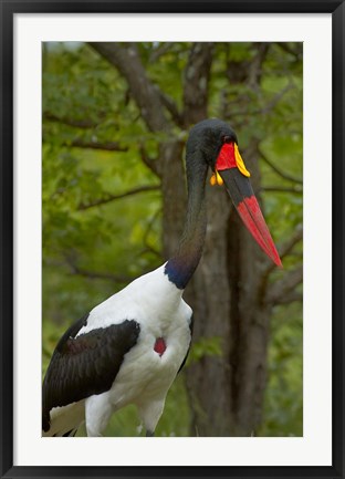 Framed Saddle-billed Stork, Kruger NP, South Africa Print