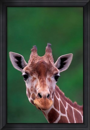 Framed Reticulated Giraffe, Impala Ranch, Kenya Print