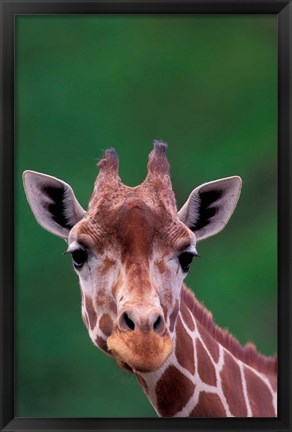 Framed Reticulated Giraffe, Impala Ranch, Kenya Print