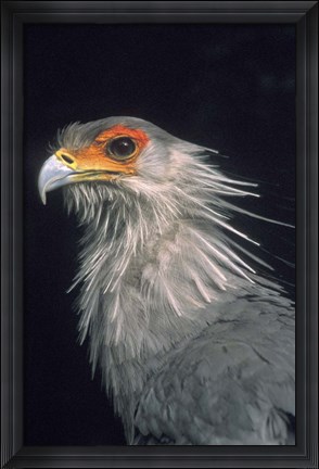 Framed Secratarybird, South Africa Print