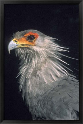 Framed Secratarybird, South Africa Print