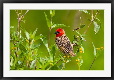Framed Red-headed Quelea, Serengeti National Park, Tanzania Print