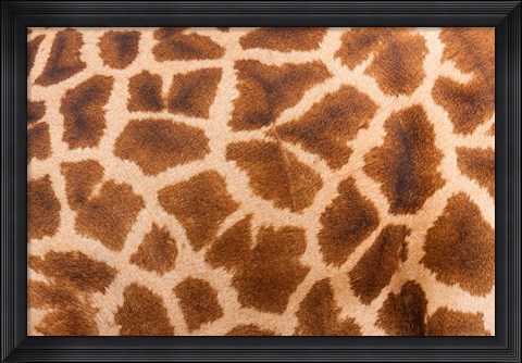 Framed Reticulated giraffe, Luangwa Valley, Zambia Print