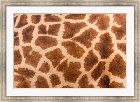 Framed Reticulated giraffe, Luangwa Valley, Zambia Print