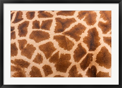 Framed Reticulated giraffe, Luangwa Valley, Zambia Print