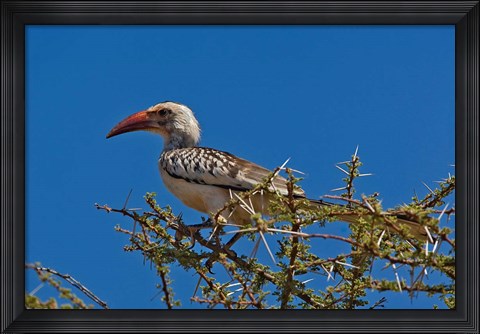 Framed Red-billed Hornbill, Samburu Game Reserve, Kenya Print