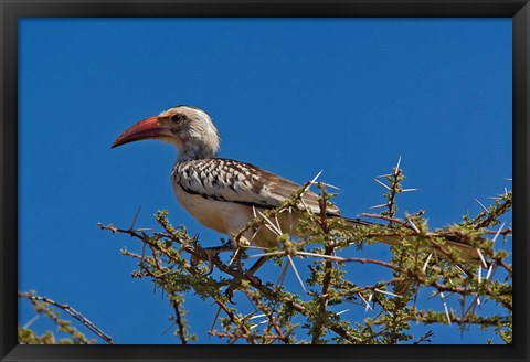 Framed Red-billed Hornbill, Samburu Game Reserve, Kenya Print