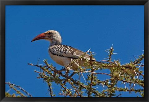 Framed Red-billed Hornbill, Samburu Game Reserve, Kenya Print