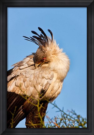 Framed Secretarybird seen in the Masai Mara, Kenya Print