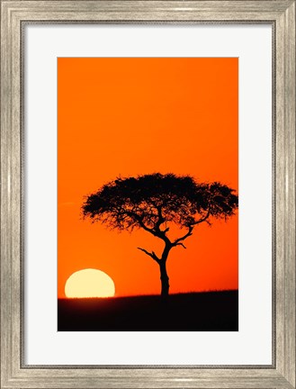 Framed Single Acacia tree at sunrise, Masai Mara, Kenya Print