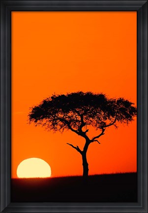 Framed Single Acacia tree at sunrise, Masai Mara, Kenya Print