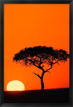 Framed Single Acacia tree at sunrise, Masai Mara, Kenya Print