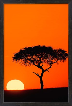 Framed Single Acacia tree at sunrise, Masai Mara, Kenya Print
