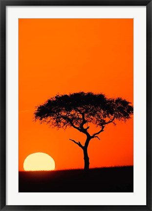 Framed Single Acacia tree at sunrise, Masai Mara, Kenya Print