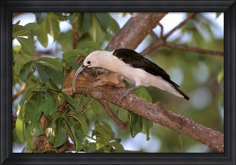 Framed Sickle-billed Vanga, Katsepy, Madagascar Print