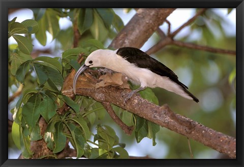 Framed Sickle-billed Vanga, Katsepy, Madagascar Print