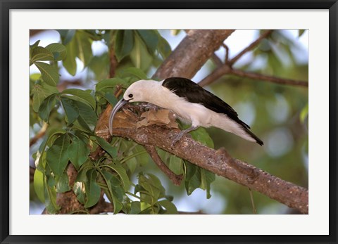 Framed Sickle-billed Vanga, Katsepy, Madagascar Print