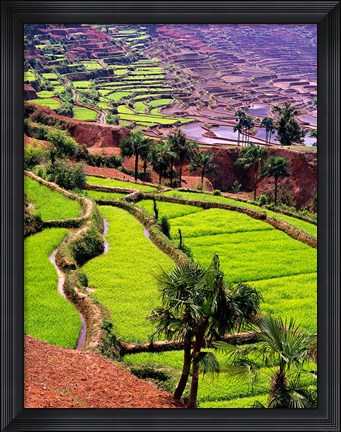 Framed Rice Terraces, Jiayin Village, Honghe, Yunnan, China Print
