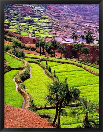 Framed Rice Terraces, Jiayin Village, Honghe, Yunnan, China Print