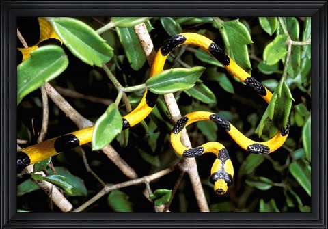 Framed Snake, Western Desciduous Forests, Madagascar Print