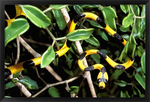 Framed Snake, Western Desciduous Forests, Madagascar Print