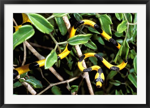 Framed Snake, Western Desciduous Forests, Madagascar Print