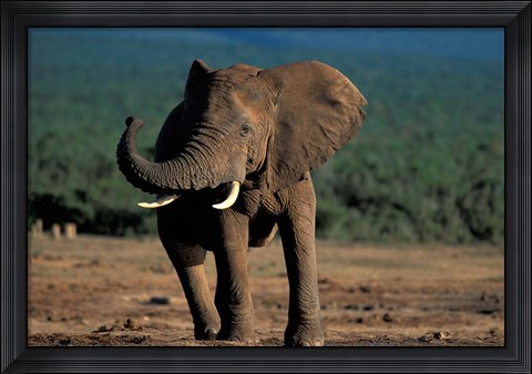 Framed South Africa, Addo Elephant NP, Angry Bull Elephant Print