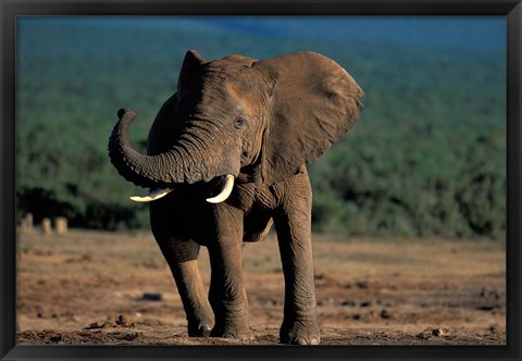 Framed South Africa, Addo Elephant NP, Angry Bull Elephant Print